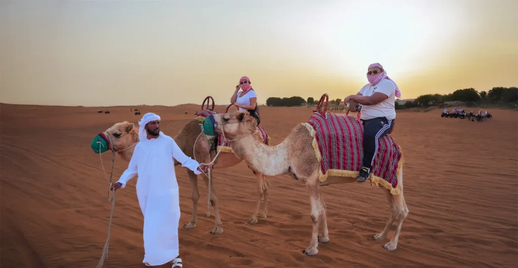 An evening desert safari company guide leading two tourists on camels through the desert.