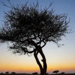 ghaf tree in desert