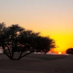 Sunset over the UAE desert ecosystem featuring native Ghaf trees and sand dunes during a Trawey Tours conservation safari.