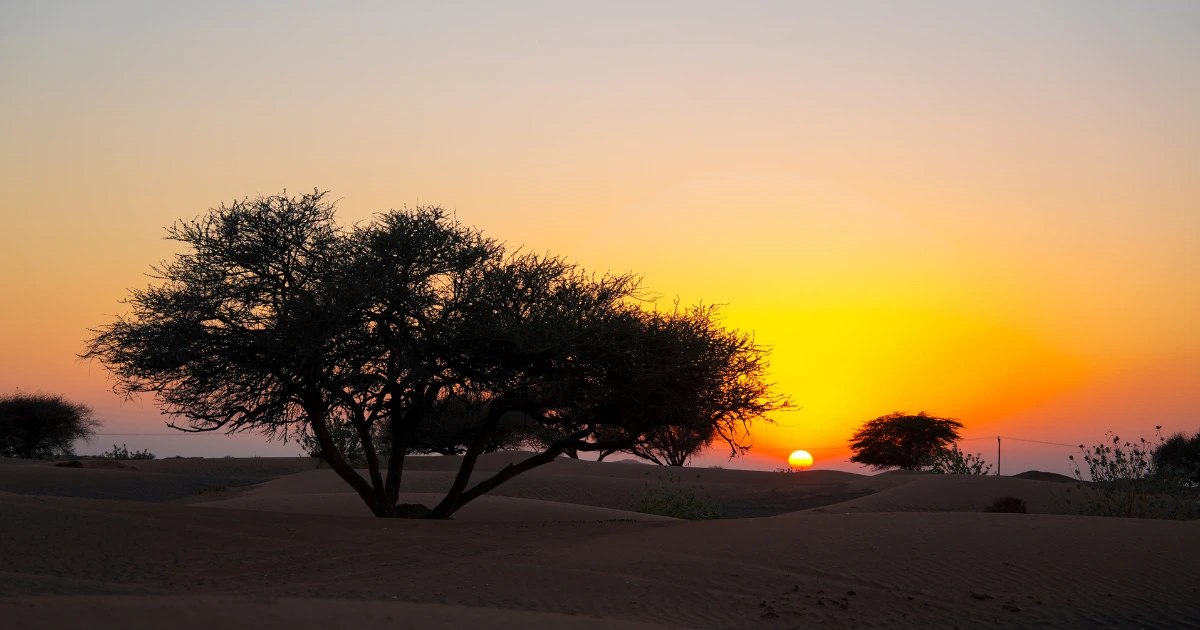 Sunset over the UAE desert ecosystem featuring native Ghaf trees and sand dunes during a Trawey Tours conservation safari.